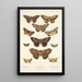 Insecta Lepidoptera Heterocera Pl 032 - Frederick DuCane Godman — kehystetty taideteos seinällä