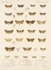 Insecta Lepidoptera Heterocera Pl 040 - Frederick DuCane Godman — näkymä teoksesta