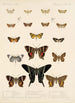 Insecta Lepidoptera Heterocera Pl 041 - Frederick DuCane Godman — näkymä teoksesta