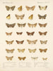 Insectes Lépidoptères Hétérocères Pl 047 - Frederick Du Cane Godman — näkymä teoksesta