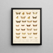 Insectes Lépidoptères Hétérocères Pl 047 - Frederick Du Cane Godman — kehystetty taideteos seinällä