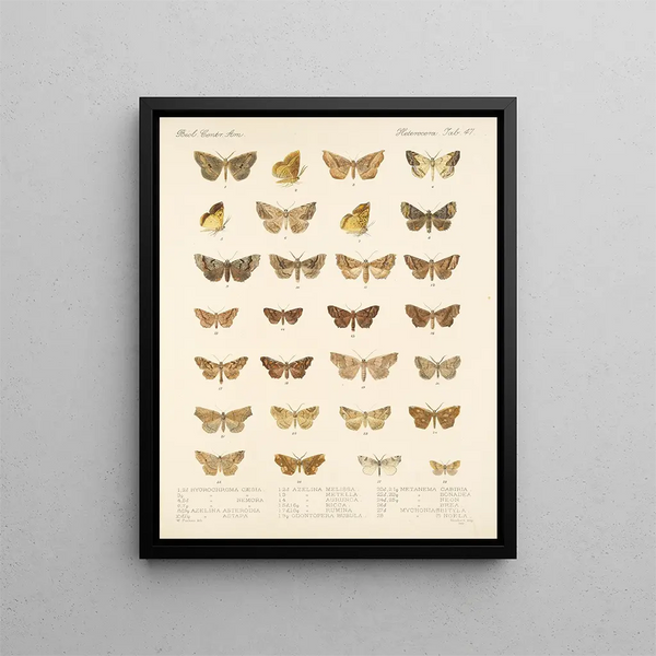 Frederick DuCane Godman - Insecta LepidopteraHeterocera Pl 047.webp