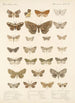 Insecta Lepidoptera Heterocera Pl 048 - Frederick DuCane Godman — näkymä teoksesta