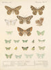Insecta Lepidoptera Heterocera Pl 049 - Frederick DuCane Godman — näkymä teoksesta