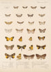 Insecta Lepidoptera Heterocera Pl 055 - Frederick DuCane Godman — näkymä teoksesta