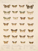 Insectes Lépidoptères Hétérocères Pl 056 - Frederick Du Cane Godman — näkymä teoksesta
