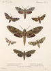 Insektit Lepidoptera Heterocera Pl 065 - Frederick DuCane Godman — näkymä teoksesta