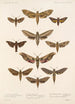 Insecta Lepidoptera Heterocera Pl 066 - Frederick DuCane Godman — näkymä teoksesta