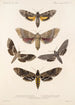 Insecta Lepidoptera Heterocera Pl 067 - Frederick DuCane Godman — näkymä teoksesta