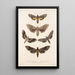 Insecta Lepidoptera Heterocera Pl 067 - Frederick DuCane Godman — kehystetty taideteos seinällä