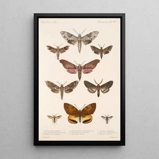 Frederick DuCane Godman - Insecta LepidopteraHeterocera Pl 068.webp