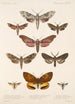 Insecta Lepidoptera Heterocera Pl 068 - Frederick DuCane Godman — näkymä teoksesta