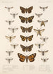 Insecta Lepidoptera Heterocera Pl 069 - Frederick DuCane Godman — näkymä teoksesta