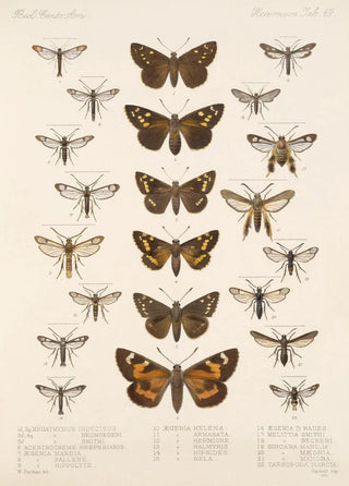 Frederick DuCane Godman - Insecta LepidopteraHeterocera Pl 069.webp