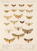 Insecta Lepidoptera Heterocera Pl 074 - Frederick DuCane Godman — näkymä teoksesta