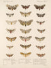 Insectes Lépidoptères Hétérocères Pl 075 - Frederick Du Cane Godman — näkymä teoksesta