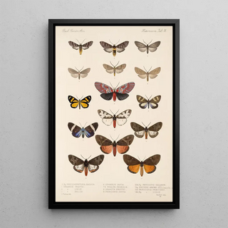 Frederick DuCane Godman - Insecta LepidopteraHeterocera Pl 076.webp