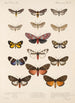Insecta Lepidoptera Heterocera Pl 076 - Frederick DuCane Godman — näkymä teoksesta