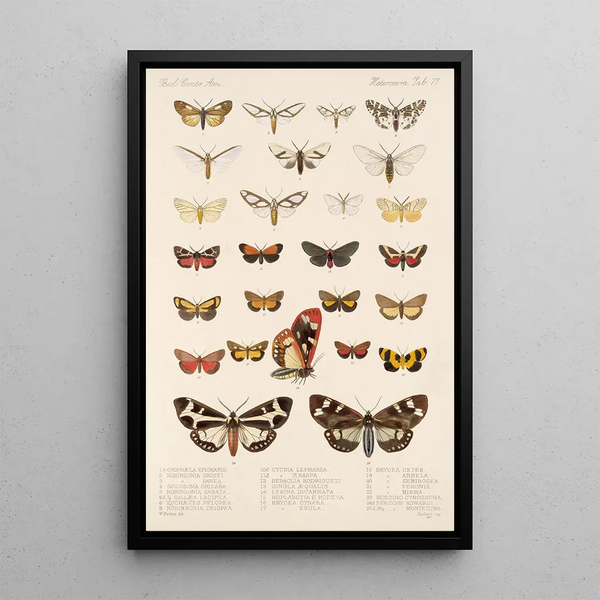 Frederick DuCane Godman - Insecta LepidopteraHeterocera Pl 077.webp