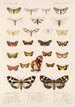 Insecta Lepidoptera Heterocera Pl 077 - Frederick DuCane Godman — näkymä teoksesta