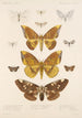 Insecta Lepidoptera Heterocera Pl 079 - Frederick DuCane Godman — näkymä teoksesta