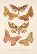 Insecta Lepidoptera Heterocera Pl 080 - Frederick DuCane Godman — näkymä teoksesta