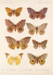 Insecta Lepidoptera Heterocera Pl 081 - Frederick DuCane Godman — näkymä teoksesta