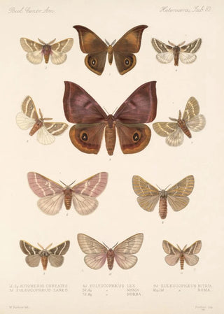 Frederick DuCane Godman - Insecta LepidopteraHeterocera Pl 082.webp