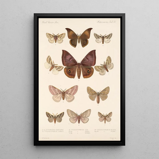 Frederick DuCane Godman - Insecta LepidopteraHeterocera Pl 082.webp