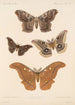 Insektit Lepidoptera Heterocera Pl 083 - Frederick DuCane Godman — näkymä teoksesta