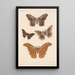 Insektit Lepidoptera Heterocera Pl 083 - Frederick DuCane Godman — kehystetty taideteos seinällä
