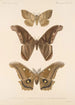 Insecta Lepidoptera Heterocera Pl 084 - Frederick DuCane Godman — näkymä teoksesta