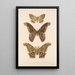 Insecta Lepidoptera Heterocera Pl 084 - Frederick DuCane Godman — kehystetty taideteos seinällä