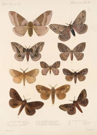 Frederick DuCane Godman - Insecta LepidopteraHeterocera Pl 085.webp