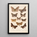 Insektit Lepidoptera Heterocera Pl 085 - Frederick DuCane Godman — kehystetty taideteos seinällä