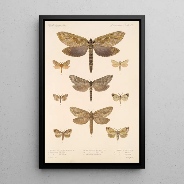 Frederick DuCane Godman - Insecta LepidopteraHeterocera Pl 089.webp