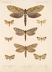 Insecta Lepidoptera Heterocera Pl 089 - Frederick DuCane Godman — näkymä teoksesta