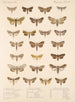 Insecta Lepidoptera Heterocera Pl 090 - Frederick DuCane Godman — näkymä teoksesta