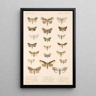 Frederick DuCane Godman - Insecta LepidopteraHeterocera Pl 091.webp