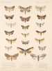 Insecta Lepidoptera Heterocera Pl 091 - Frederick DuCane Godman — näkymä teoksesta