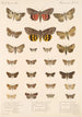 Insecta Lepidoptera Heterocera Pl 097 - Frederick DuCane Godman — näkymä teoksesta