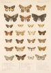 Insecta Lepidoptera Heterocera Pl 098 - Frederick DuCane Godman — näkymä teoksesta