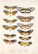Insecta Lepidoptera Rhopalocera Pl 001 - Frederick DuCane Godman — näkymä teoksesta