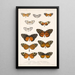 Insektit Lepidoptera Rhopalocera Pl 002 - Frederick DuCane Godman — kehystetty taideteos seinällä