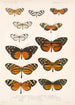 Insektit Lepidoptera Rhopalocera Pl 002 - Frederick DuCane Godman — näkymä teoksesta