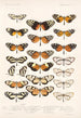 Insecta Lepidoptera Rhopalocera Pl 003 - Frederick DuCane Godman — näkymä teoksesta