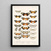 Insecta Lepidoptera Rhopalocera Pl 003 - Frederick DuCane Godman — kehystetty taideteos seinällä