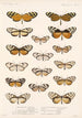 Insektit Lepidoptera Rhopalocera Pl 004 - Frederick DuCane Godman — näkymä teoksesta