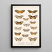 Insektit Lepidoptera Rhopalocera Pl 004 - Frederick DuCane Godman — kehystetty taideteos seinällä