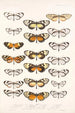Insektit Lepidoptera Rhopalocera Pl 005 - Frederick DuCane Godman — näkymä teoksesta
